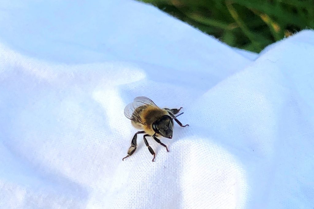 vision des abeilles