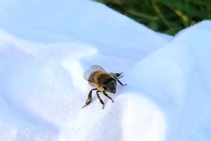 Quelle est la vision des abeilles ?