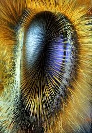 vue abeille