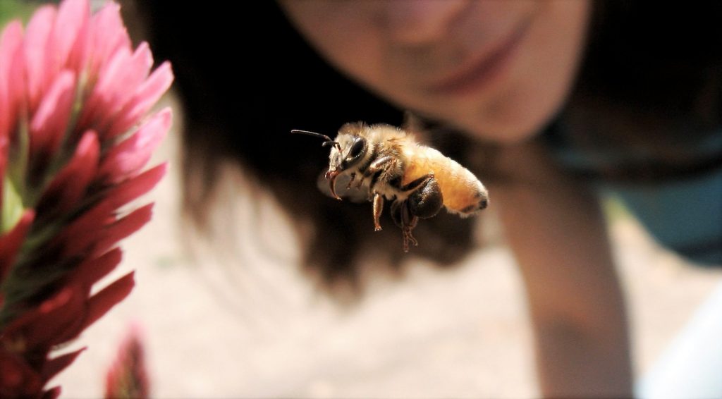 yeux abeille