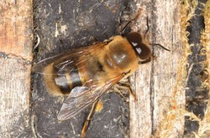 A la découverte du faux-bourdon, l’abeille mâle dans la ruche