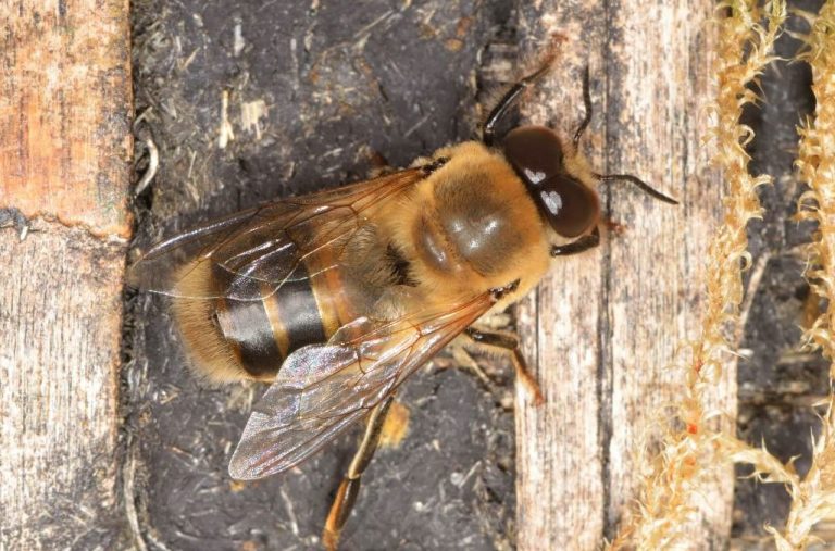 A la découverte du faux-bourdon, l’abeille mâle dans la ruche