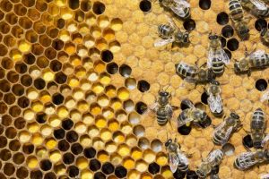 Quel est le rôle du couvain dans la ruche pour les abeilles ?