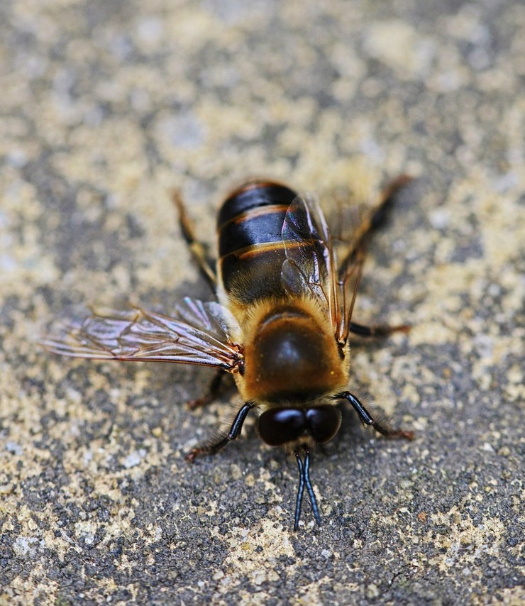 faux bourdon abeille
